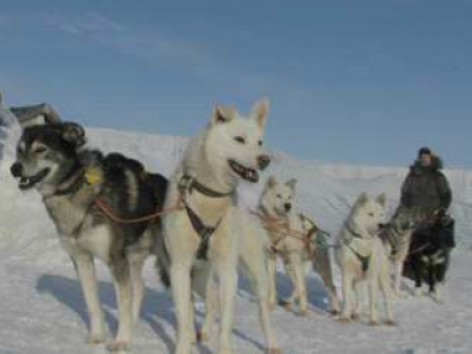 Sled Dogs