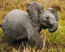 Royal African Safaris and Baby Elephant in Tanzania, Africa