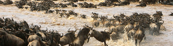 Great Wildebeest Migration in Africa