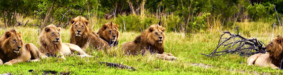Lions lounging in Africa