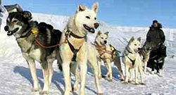 Arctic Sled Dogs