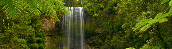 Daintree Rainforest and Waterfall in Australia.