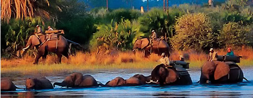 Elephants in the River in Botswana