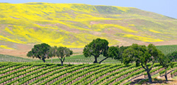 Vineyards and hills in Santa Inez California