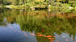 Pond with Fish in a pond in Hangzhou, China.