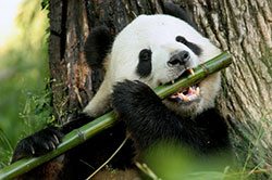 Panda and Bamboo