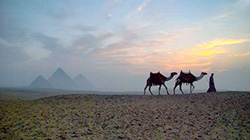 A man leads two camels at sunset with the Great Pyramids in the background in Egypt.