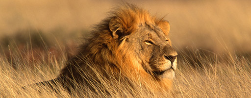 Lion in Namibia