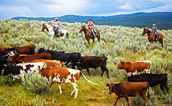 Cattle Drive