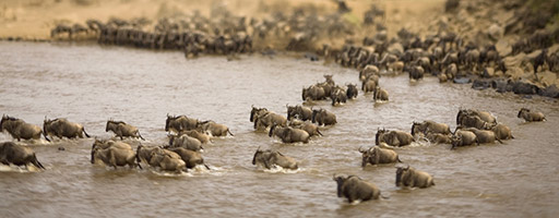 The great Wildibeest Migration in Tanzania and Kenya