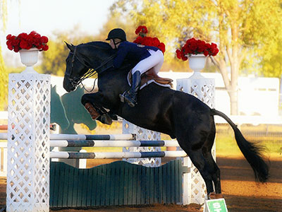 Morgan jumps on Horseback