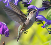Hummingbirds by Kristie Walker; Chaska, Minnesota