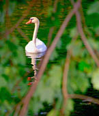 Little Swan—Through the Tree Leaves by Dave P. Ohmer