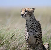 Cheetah by Tom Jow