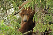 Up a Tree by Doug Croft