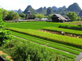 Rice Field by Dong Shang