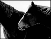 Mustangs in Winter by Timothy Leung