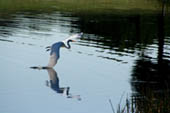 Heron by Emily Davis