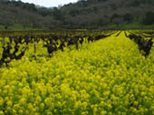 Napa Valley in Spring by Doug Croft