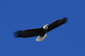 Bald Eagle by Tom Harpootlian