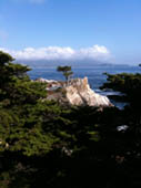 Lone Cypress by Kevin Kinnear