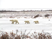 Mom and Cubs by Marcia Goldstein