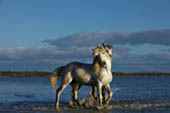 Horses of the Sea by Michele Zousmer