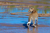 River Crossing by Doug Croft